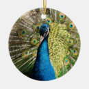 Pesquisar por pavão azul ornamentos Galinha