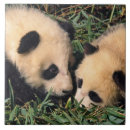 Pesquisar por bambu azulejos Animal