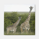 Pesquisar por três animais imas Comprimento dos três quartos