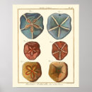 Pesquisar por esponja pôsteres pósteres Dólar de areia