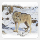 Pesquisar por lobo selvagem adesivos Cinza lobos