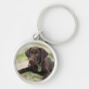 Pesquisar por filhote de cachorro do chaveiros Labrador retriever