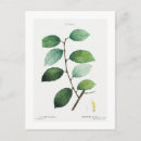 Pesquisar por salgueiro cartoes postais Natureza