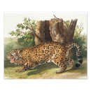 Pesquisar por pinturas do leopardo pôsteres pósteres Vida selvagem
