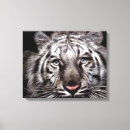 Pesquisar por tigre branco impressão de canvas Animal