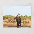 Pesquisar por elefante africano cartoes postais Girafa