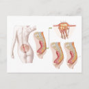 Pesquisar por transversal cartoes postais Biologia
