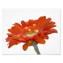 Pesquisar por gerbera alaranjado Flor