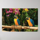 Pesquisar por macaw azul e amarelo Pássaro