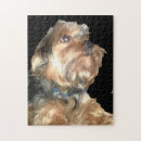Pesquisar por yorky Canino
