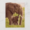 Pesquisar por elefante bebê cartoes postais Fofo