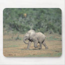 Pesquisar por animal de terra laptop acessorios Natureza