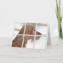 Pesquisar por irish setter cartoes Qualquer pessoa