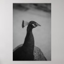 Pesquisar por pavão pôsteres pósteres Foto