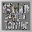 Pesquisar por bull terrier pôsteres pósteres Staffy