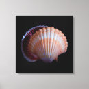 Pesquisar por shell impressão de canvas Vida marinha