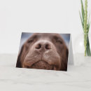 Pesquisar por chocolate labrador retriever cartoes Fofo