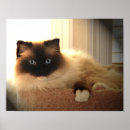 Pesquisar por ragdoll pósteres Felino