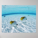 Pesquisar por posters dos peixes pôsteres pósteres Mar