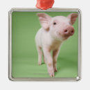 Pesquisar por leitão natal ornamentos Animais