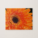 Pesquisar por gerberas fotografia Qualquer pessoa