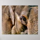 Pesquisar por elephant pôsteres pósteres Animais