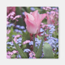 Pesquisar por cor de rosa da tulipa imas Primavera