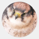 Pesquisar por aves de rapina adesivos Falcão