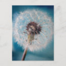 Pesquisar por dandelion cartoes postais Desejos