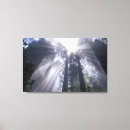 Pesquisar por luz solar impressão de canvas Árvore