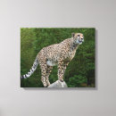 Pesquisar por chitas impressão de canvas Animais