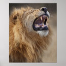 Pesquisar por panthera leo pôsteres pósteres Parte do corpo animal