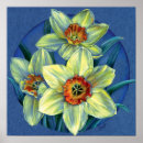 Pesquisar por daffodil pôsteres pósteres Watercolour