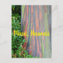 Pesquisar por árvore de eucalipto cartoes postais Maui