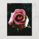 Pesquisar por pétalas cor de rosa cartoes postais Flores