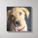 Pesquisar por animal estimação de impressão de canvas Fotografia