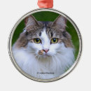 Pesquisar por calico ornamentos Animal