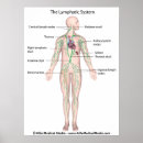 Pesquisar por sistema linfático pósteres Anatomia
