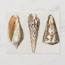 Pesquisar por vintage seashell cartoes postais Tropical