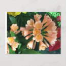 Pesquisar por lilly cartoes postais Plantas