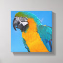Pesquisar por papagaio azul impressão de canvas Tropicais