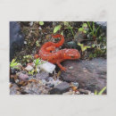 Pesquisar por newts Qualquer pessoa