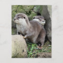 Pesquisar por cute otter cartoes postais Otters