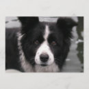 Pesquisar por border collie convites Cão