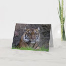 Pesquisar por tigre cartoes Natureza