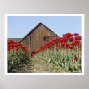 Pesquisar por tulipa pósteres Fotografia