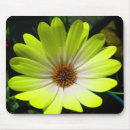 Pesquisar por muçulmanos fotografia Floral