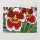 Pesquisar por orquídeas cartoes postais Tropicais