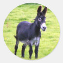 Pesquisar por burros adesivos Animal