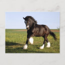 Pesquisar por cavalo clydesdale cartoes postais Cavalos